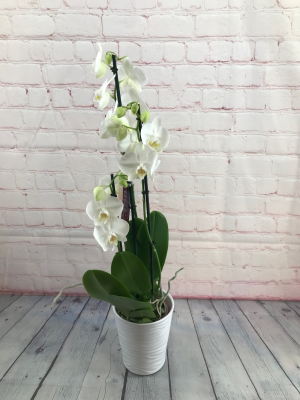 Orchid Plant in Ceramic pot