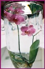 Sunken Orchid